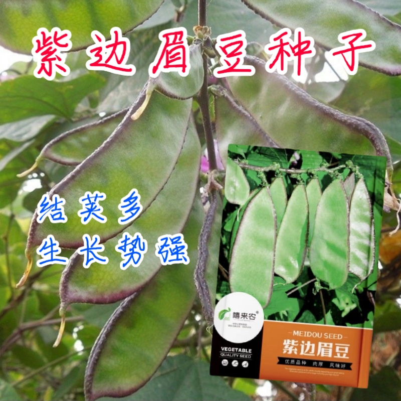 西安紫边眉豆种子茶豆角梅豆角扁豆高产早熟春秋阳台盆栽四季蔬菜籽孑