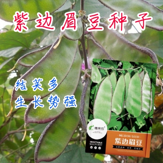 西安紫边眉豆种子茶豆角梅豆角扁豆早熟春秋阳台盆栽四季蔬菜籽孑