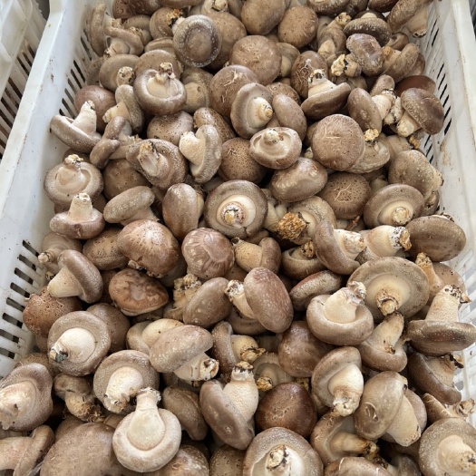鲜香菇 通货