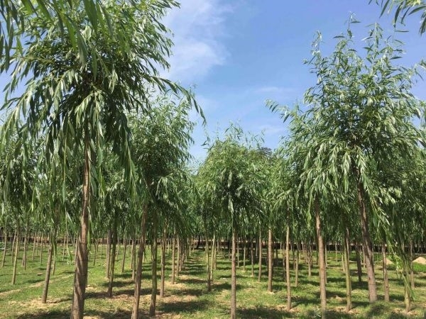 长沙黄金柳树
