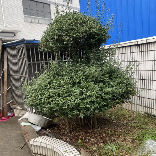 常州出售2棵八角刺树