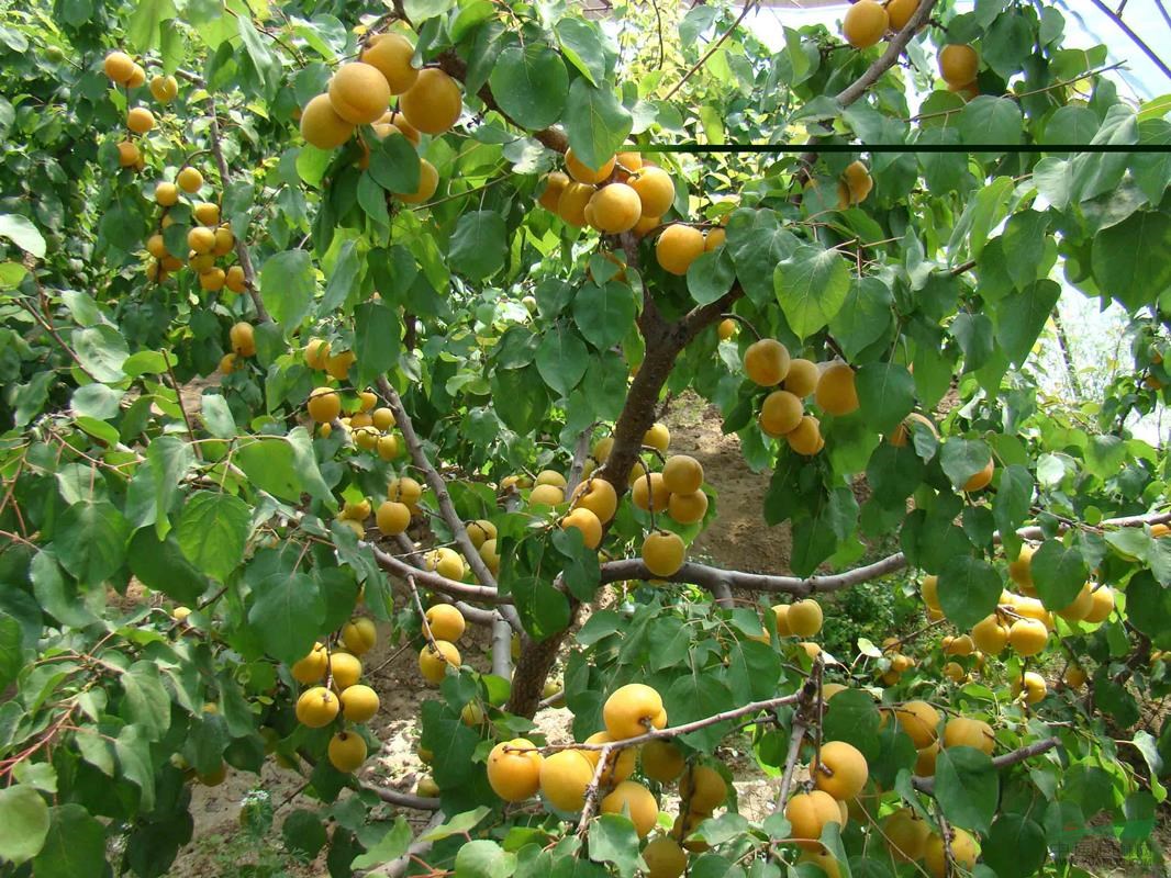 沭阳县杏树种子野生杏树种子山杏树种子当年新种子