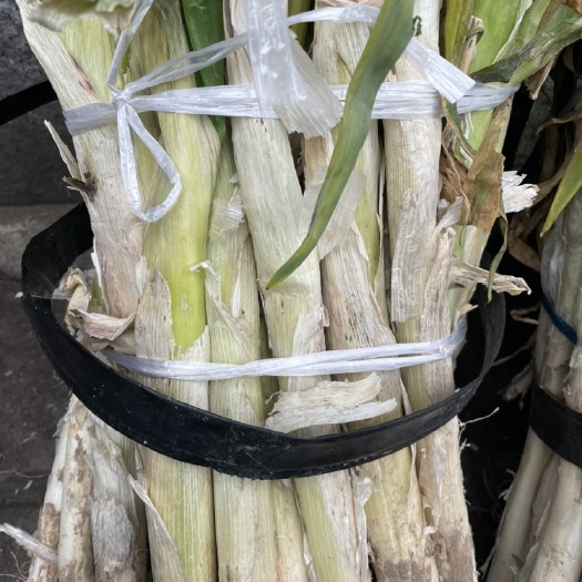 长春大葱