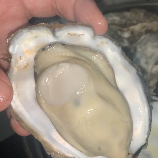 日照全部经过清洗分拣净化刺身级别生蚝，山东日照黄海源头发货。