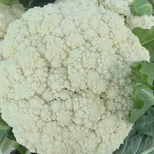 三台县花菜