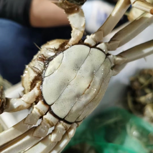 洪湖市清水大闸蟹 食用母蟹  2.8母