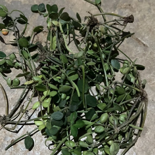 石蝉草