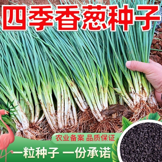 衡阳四季小香葱种子 可四季种植蔬菜种子 小葱籽四季小葱易种