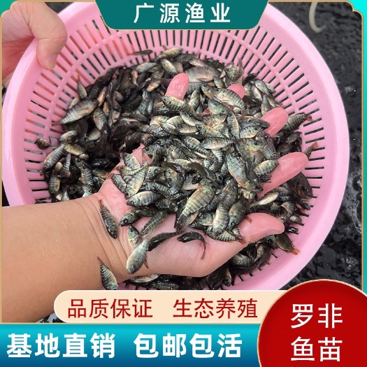 广州尼罗罗非鱼。罗非鱼苗 海南1号罗非鱼苗  奥妮罗非鱼苗￼