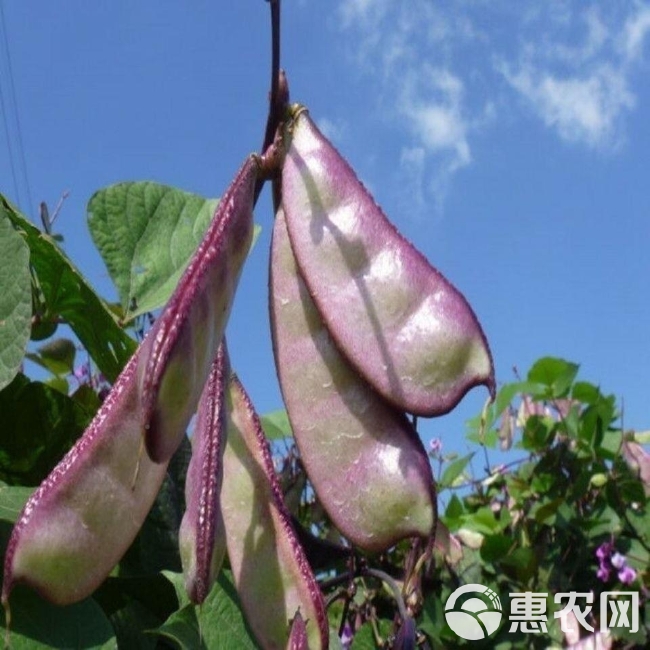 紫边眉豆种子茶豆角梅豆角扁豆早熟春秋阳台盆栽四季蔬菜籽孑