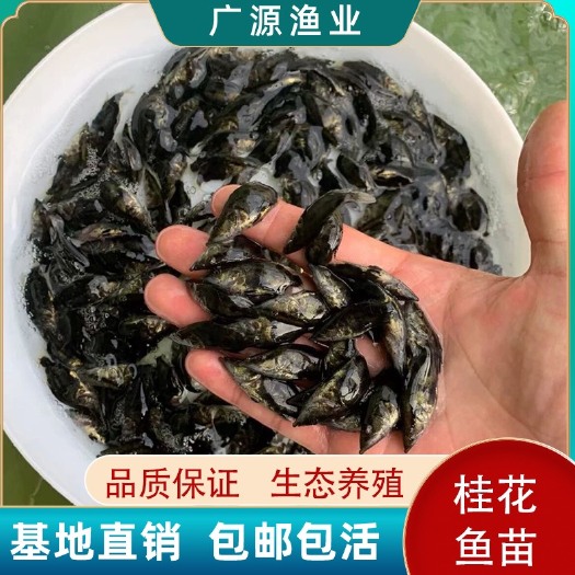广州鳜鱼苗桂花鱼苗桂鱼苗路亚斑鳜鱼苗包邮淡水鱼苗水产养殖