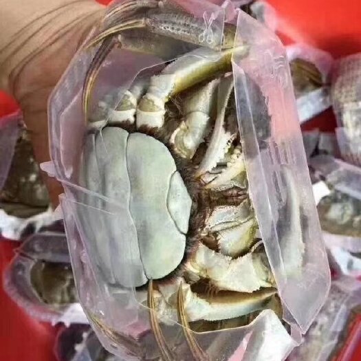 洪湖市清水大闸蟹 食用母蟹 2.5母