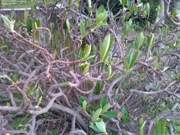 结香花