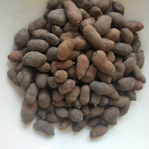 亳州藏蒲桃中药材藏葡萄大货批发量大从优