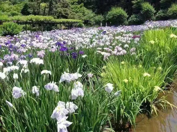 花菖蒲