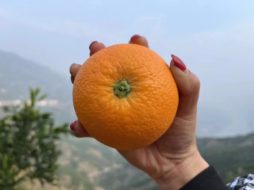 脐橙、纽荷尔，长虹，锦橙，中华红，果园直采、产地直销