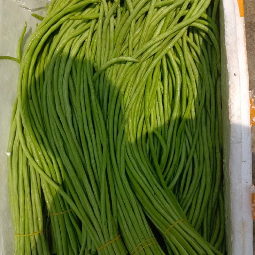 合浦县代收豆角代办酸豆角