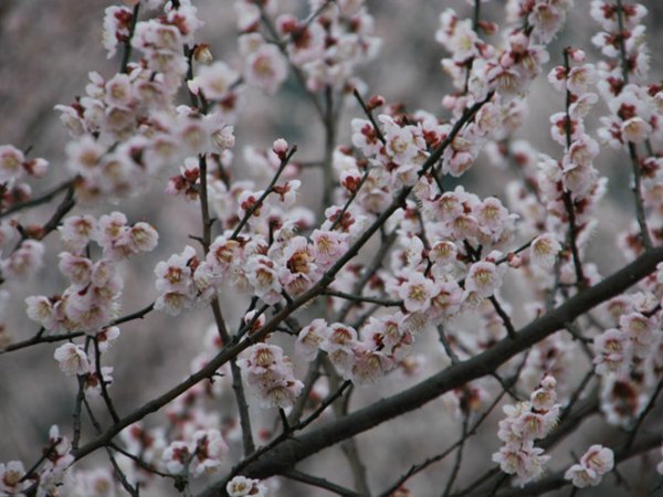 长沙乌梅花