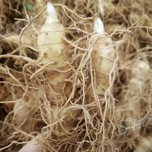 玉竹种苗刺尾
