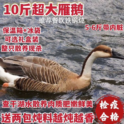 松原查干湖周边散养雁鹅新鲜雁鹅现杀雁鹅整只鹅冷冻鹅肉非白鹅白条鹅