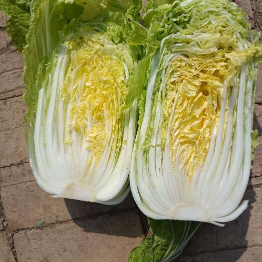 鹿邑县白菜