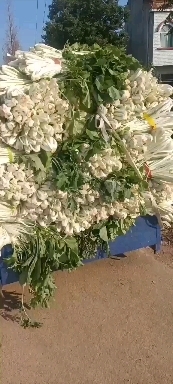 云梦县高脚白