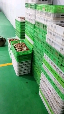 长丰县红颜草莓