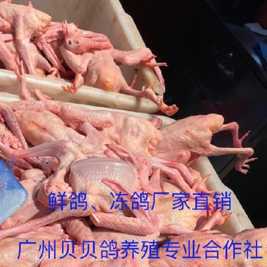 佛山养殖场直供鲜冻乳鸽，鲜鸽
