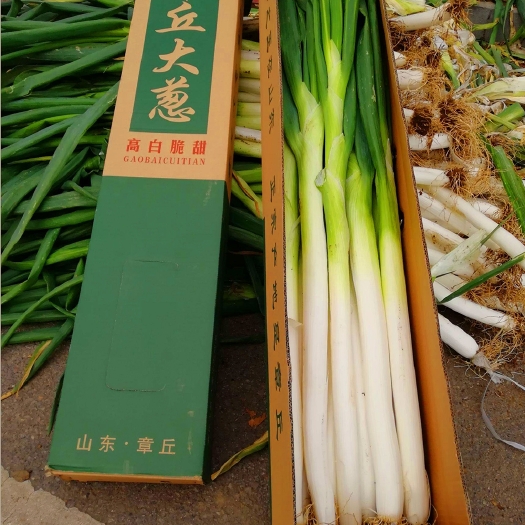 济南正宗章丘大葱