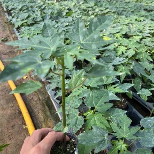 灵山县优质红肉大青水果木瓜苗，叶色青秀，大棚培育，种植成活率高！