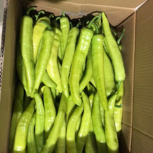 饶平县100多件黄皮库存