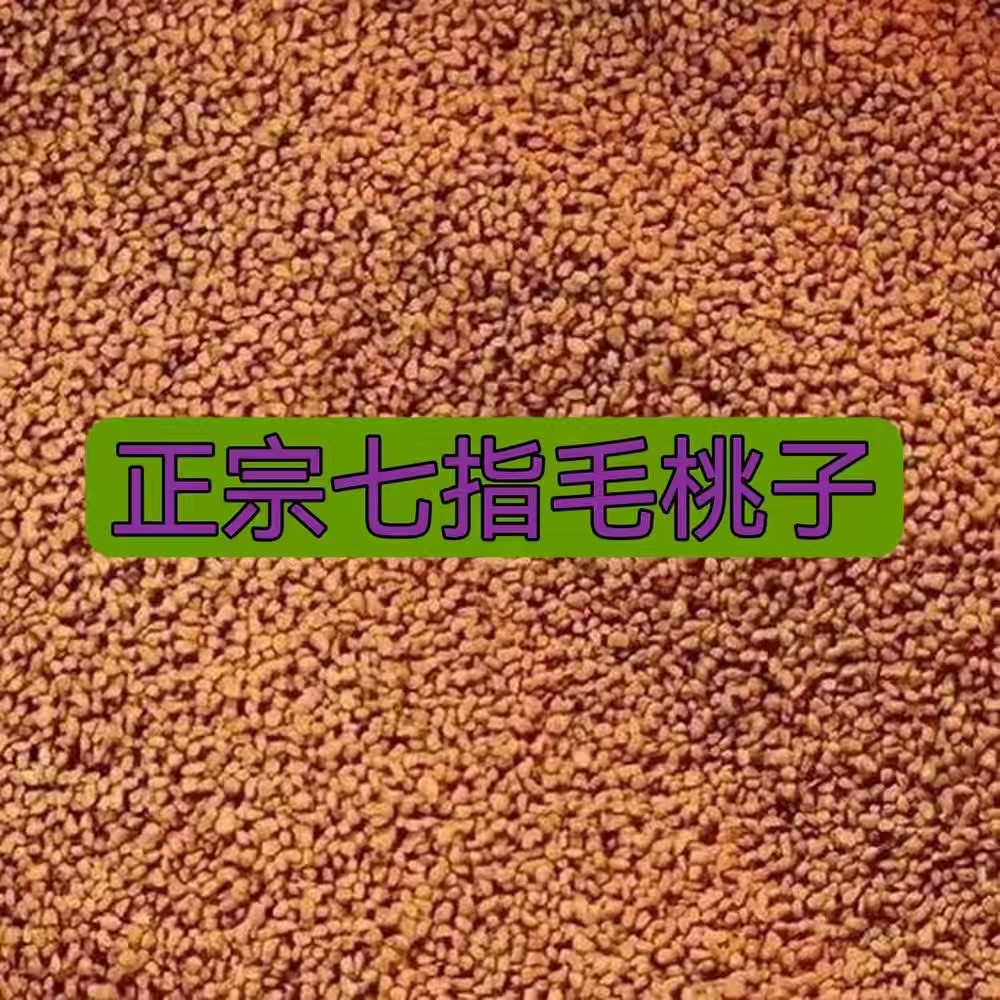 灵山县七指毛桃籽发芽率高新鲜采摘的。。。。。