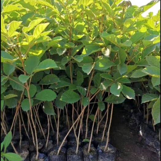 长沙黄花风铃木