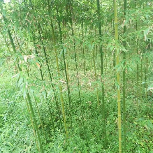 绿化竹子