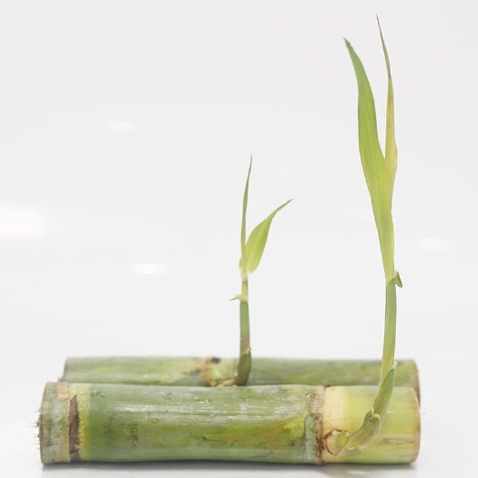 大量供应陶山甘蔗种苗