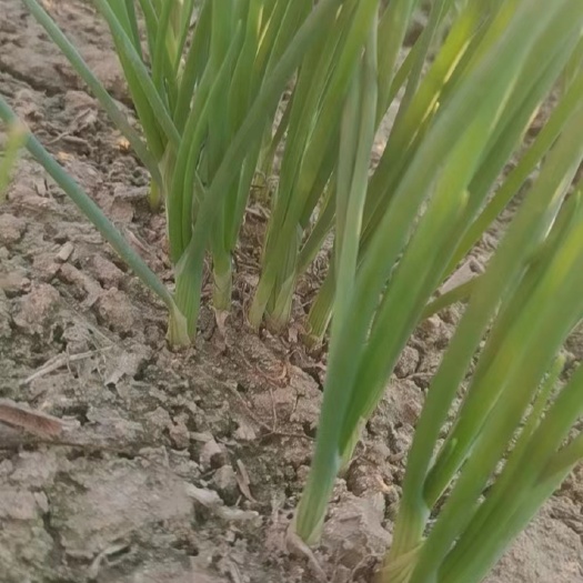 丰县小葱