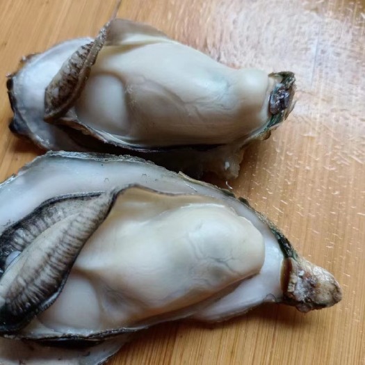 连云港生蚝饱满圆润
