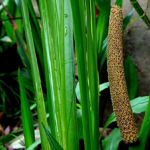 长沙水菖蒲