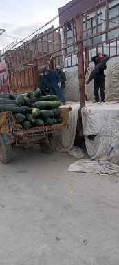 涟水县冬瓜