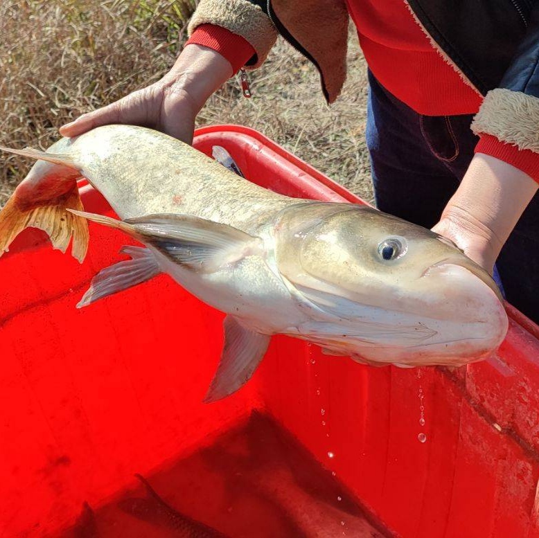 宜春鲢鱼花鲢也叫雄鱼鲢鳙大头鱼胖头鱼 在线出售两年以上大头鱼