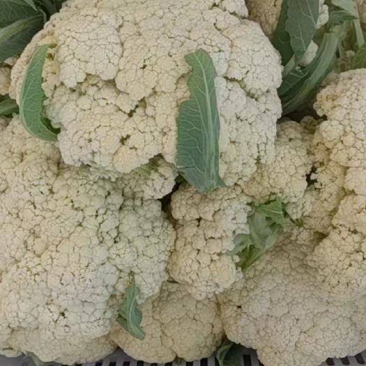 沂水县白菜花，散花