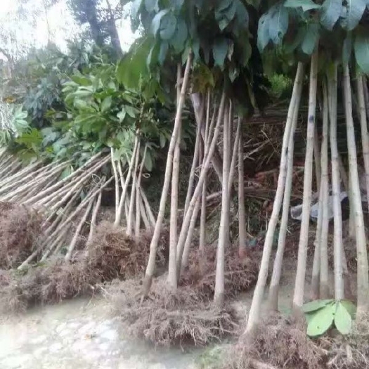 长沙七叶树