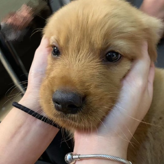 巨野县金毛犬 金毛幼犬 疫苗已打 视频选狗