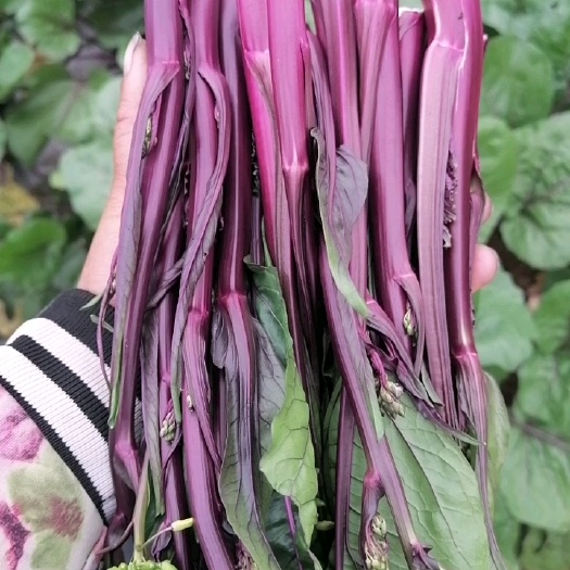 安顺小叶红菜苔颜色好，口敢香甜丶 脆丶新鲜现摘