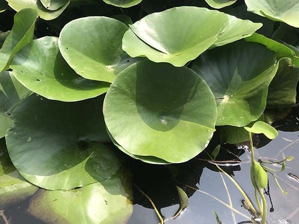 长沙睡莲