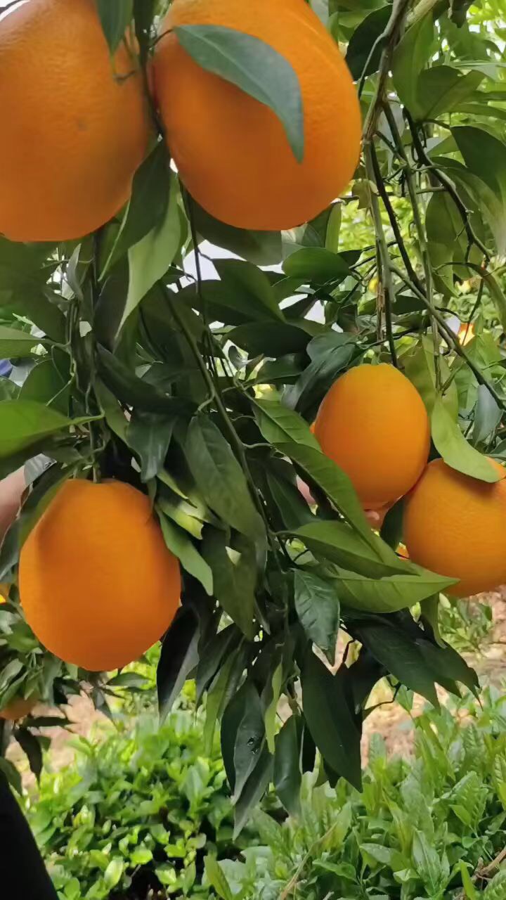 脐橙、纽荷尔，长虹，锦橙，中华红，果园直采、产地直销
