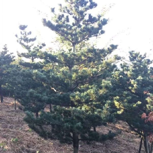 长沙五针松