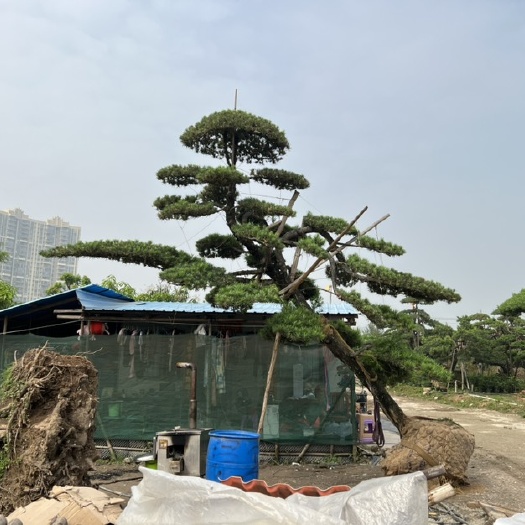 佛山罗汉松，精品