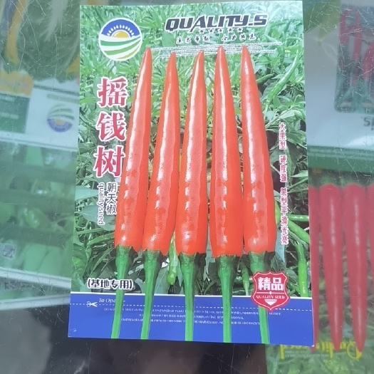 通海县朝天椒种子，大果朝天椒，椒多多长把椒