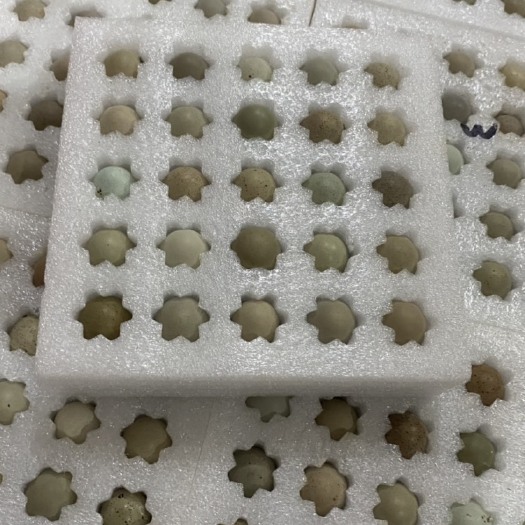汕头芦丁鸡种蛋